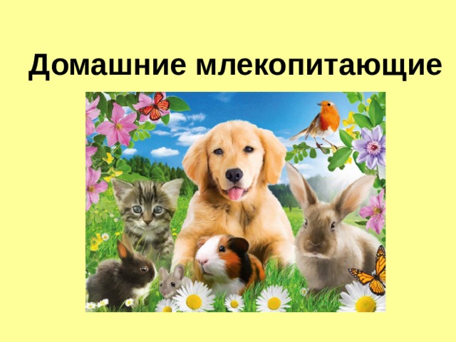 Домашние млекопитающие 
