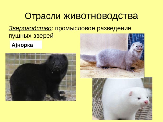 Отрасли животноводства Звероводство : промысловое разведение пушных зверей А)норка 