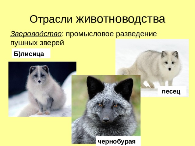 Отрасли животноводства Звероводство : промысловое разведение пушных зверей Б)лисица песец чернобурая 