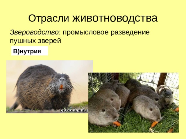 Отрасли животноводства Звероводство : промысловое разведение пушных зверей В)нутрия 
