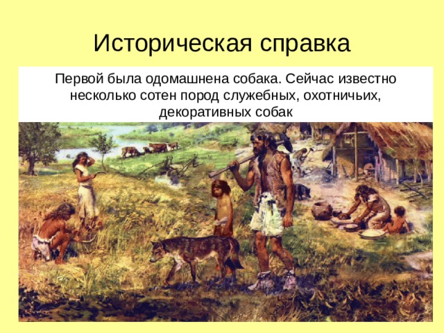 Историческая справка Первой была одомашнена собака. Сейчас известно несколько сотен пород служебных, охотничьих, декоративных собак 