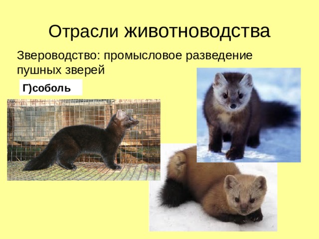 Отрасли животноводства Звероводство: промысловое разведение пушных зверей Г)соболь 