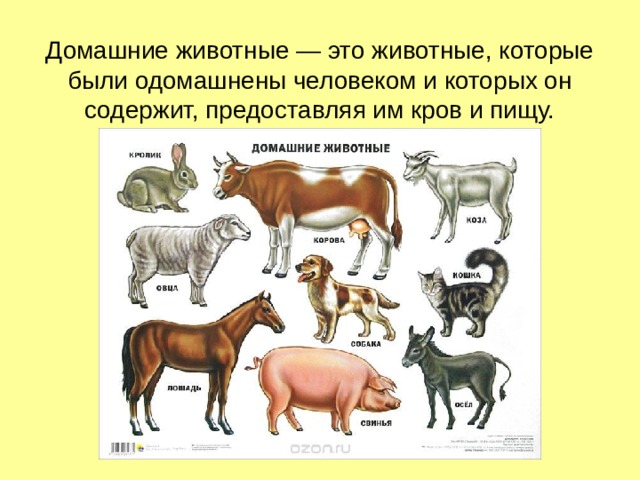 Домашние животные — это животные, которые были одомашнены человеком и которых он содержит, предоставляя им кров и пищу. 