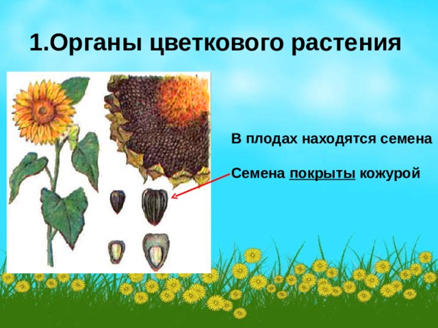 1.Органы цветкового растения В плодах находятся семена  Семена покрыты кожурой 
