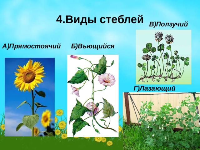 4.Виды стеблей В)Ползучий А)Прямостоячий Б)Вьющийся Г)Лазающий 