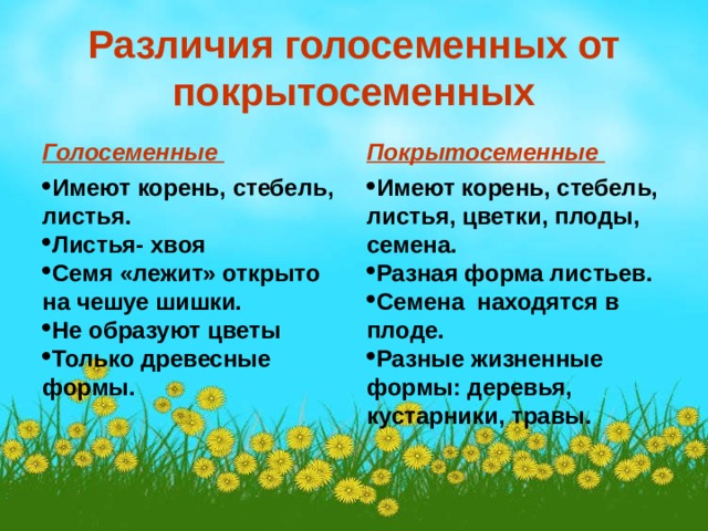 Различия голосеменных от покрытосеменных Голосеменные Покрытосеменные Имеют корень, стебель, листья. Листья- хвоя Семя «лежит» открыто на чешуе шишки. Не образуют цветы Только древесные формы. Имеют корень, стебель, листья, цветки, плоды, семена. Разная форма листьев. Семена находятся в плоде. Разные жизненные формы: деревья, кустарники, травы.   