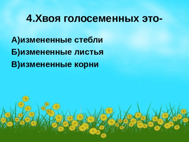 4.Хвоя голосеменных это- А)измененные стебли Б)измененные листья В)измененные корни  