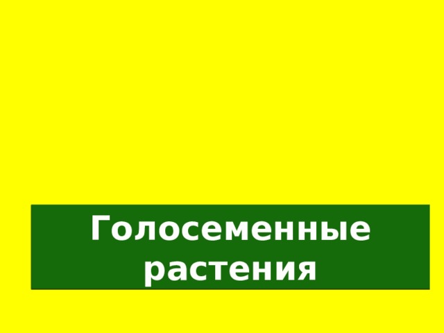 Голосеменные растения 