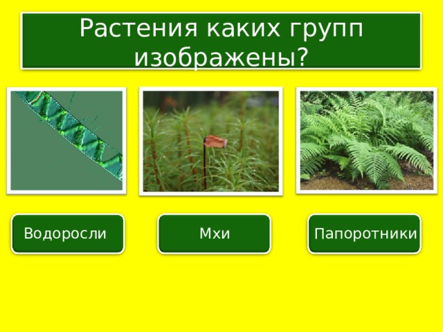 Растения каких групп изображены? Водоросли Мхи Папоротники 