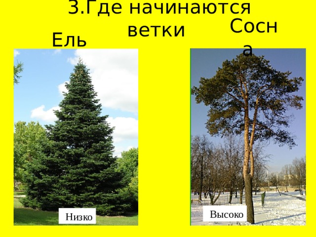 3.Где начинаются ветки Сосна Ель Высоко Низко 
