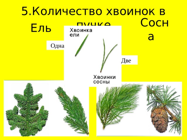 5.Количество хвоинок в пучке Ель Сосна Одна Две 