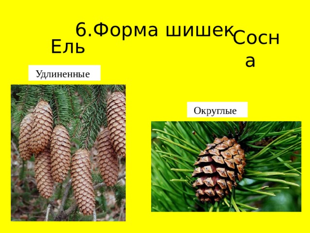 6.Форма шишек Ель Сосна Удлиненные Округлые 