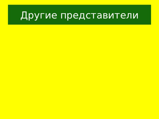 Другие представители 