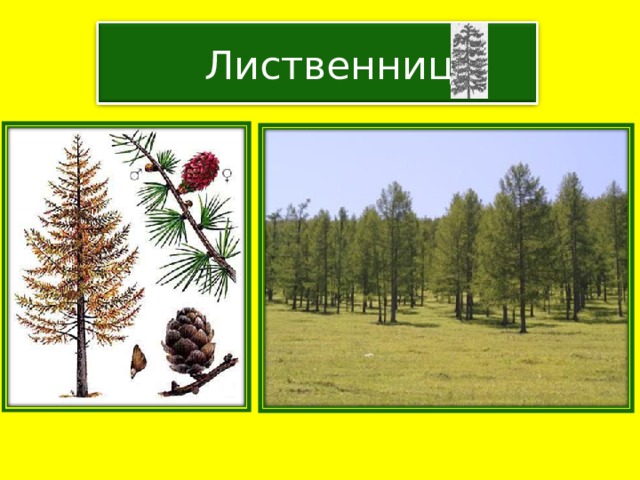  Лиственница 