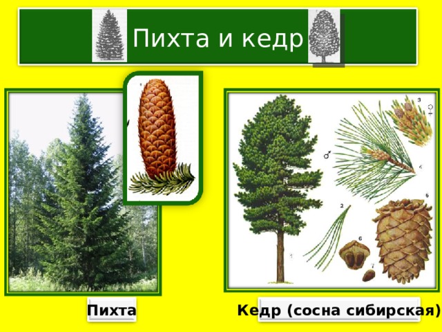 Пихта и кедр Пихта Кедр (сосна сибирская) 