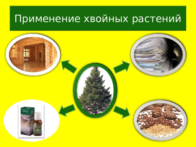 Применение хвойных растений 