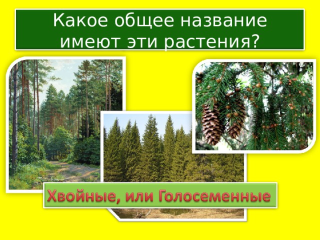 Какое общее название имеют эти растения? 