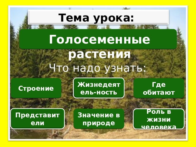 Тема урока: Голосеменные растения Что надо узнать: Строение Где обитают Жизнедеятель-ность Значение в природе Представители Роль в жизни человека 