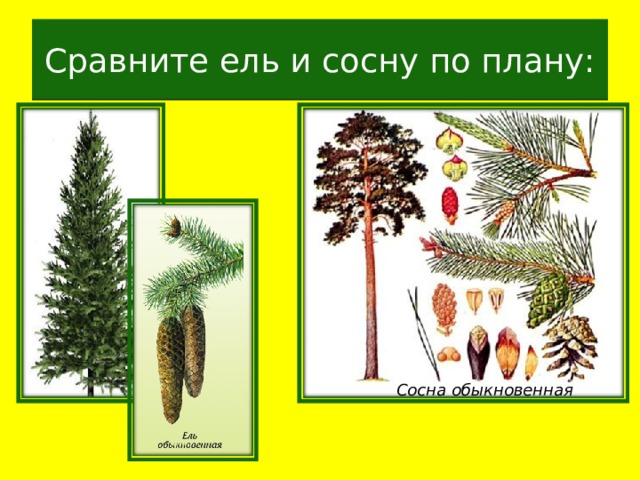 Сравните ель и сосну по плану: Сосна обыкновенная 