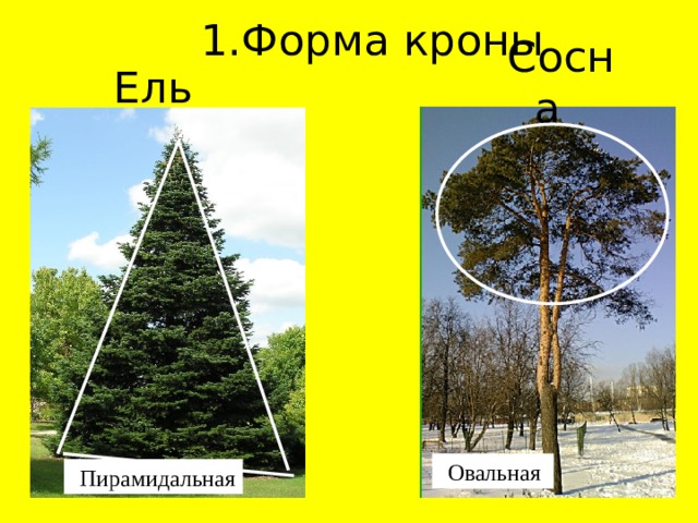 1.Форма кроны Сосна Ель Овальная Пирамидальная 