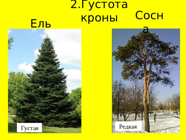 2.Густота кроны Сосна Ель Редкая Густая 
