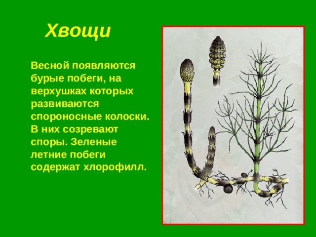 Хвощи   Весной появляются бурые побеги, на верхушках которых развиваются спороносные колоски. В них созревают споры. Зеленые летние побеги содержат хлорофилл. 