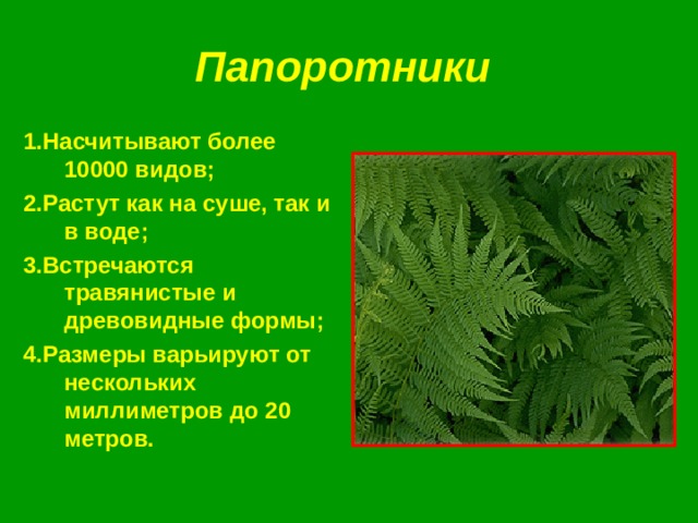 Папоротники 1.Насчитывают более 10000 видов; 2.Растут как на суше, так и в воде; 3.Встречаются травянистые и древовидные формы; 4.Размеры варьируют от нескольких миллиметров до 20 метров. 