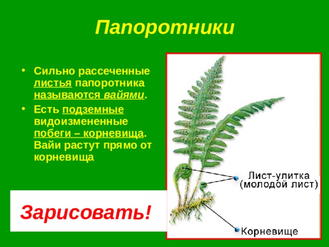 Папоротники Сильно рассеченные листья папоротника называются вайями . Есть подземные видоизмененные побеги – корневища . Вайи растут прямо от корневища Зарисовать! 