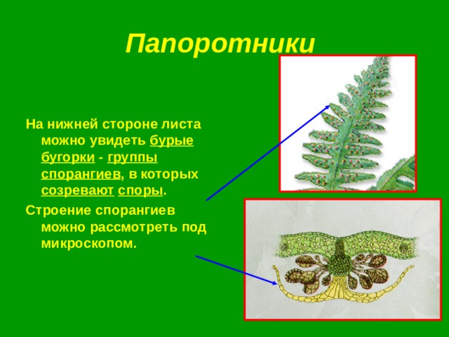 Папоротники На нижней стороне листа можно увидеть бурые бугорки - группы спорангиев , в которых созревают  споры . Строение спорангиев можно рассмотреть под микроскопом.   