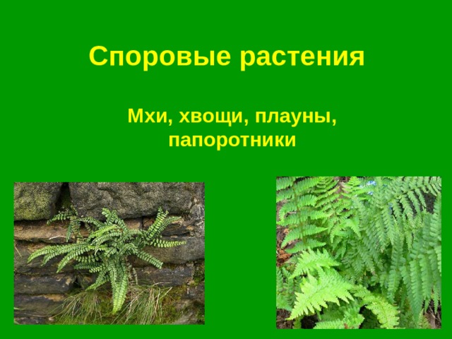 Споровые растения  Мхи, хвощи, плауны, папоротники 