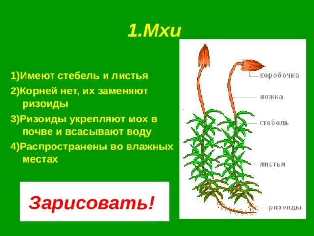 1.Мхи  1)Имеют стебель и листья 2)Корней нет, их заменяют ризоиды 3)Ризоиды укрепляют мох в почве и всасывают воду 4)Распространены во влажных местах Зарисовать! 