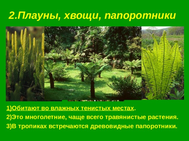 2.Плауны, хвощи, папоротники 1)Обитают во влажных тенистых местах . 2)Это многолетние, чаще всего травянистые растения. 3)В тропиках встречаются древовидные папоротники. 