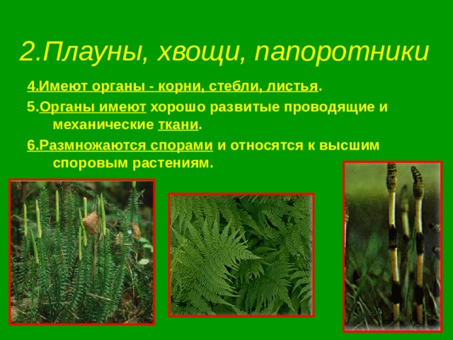 2.Плауны, хвощи, папоротники 4.Имеют органы - корни, стебли, листья . 5. Органы имеют хорошо развитые проводящие и механические ткани . 6.Размножаются спорами и относятся к высшим споровым растениям. 