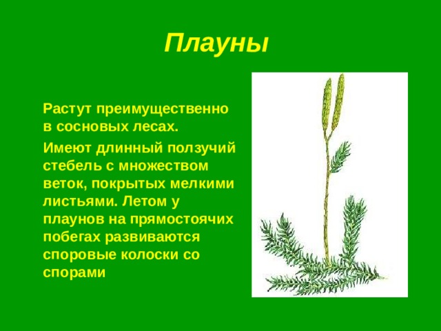 Плауны  Растут преимущественно в сосновых лесах.  Имеют длинный ползучий стебель с множеством веток, покрытых мелкими листьями. Летом у плаунов на прямостоячих побегах развиваются споровые колоски со спорами 
