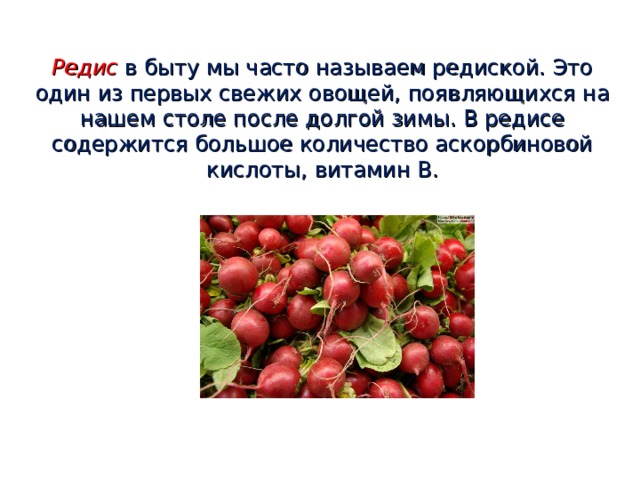 Редис  в быту мы часто называем редиской. Это один из первых свежих овощей, появляющихся на нашем столе после долгой зимы. В редисе содержится большое количество аскорбиновой кислоты, витамин В. 