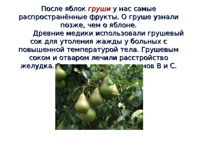  После яблок груши  у нас самые распространённые фрукты. О груше узнали позже, чем о яблоне.   Древние медики использовали грушевый сок для утоления жажды у больных с повышенной температурой тела. Грушевым соком и отваром лечили расстройство желудка. В грушах много витаминов В и С.   