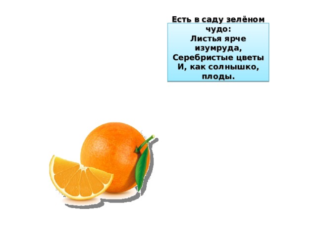 Есть в саду зелёном чудо:  Листья ярче изумруда,  Серебристые цветы  И, как солнышко, плоды.   