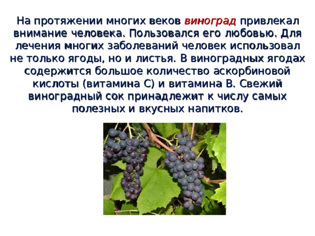 На протяжении многих веков виноград  привлекал внимание человека. Пользовался его любовью. Для лечения многих заболеваний человек использовал не только ягоды, но и листья. В виноградных ягодах содержится большое количество аскорбиновой кислоты (витамина С) и витамина В. Свежий виноградный сок принадлежит к числу самых полезных и вкусных напитков. 