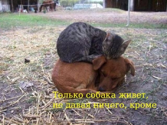 Только собака живет, не давая ничего, кроме  любви 