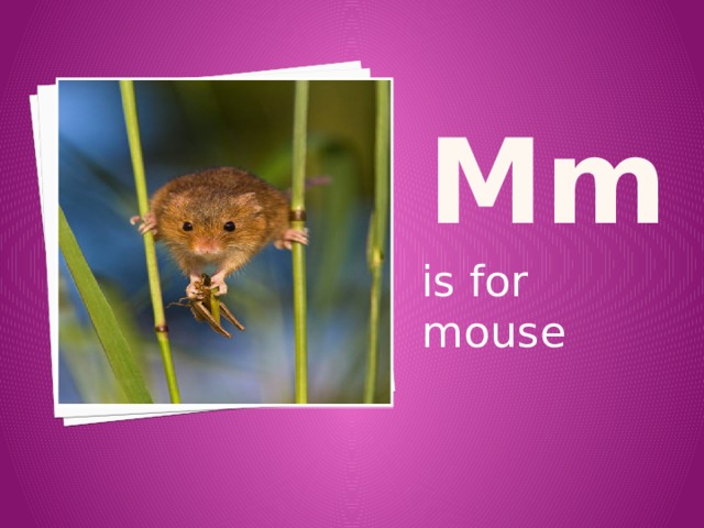 M m is for mouse 
