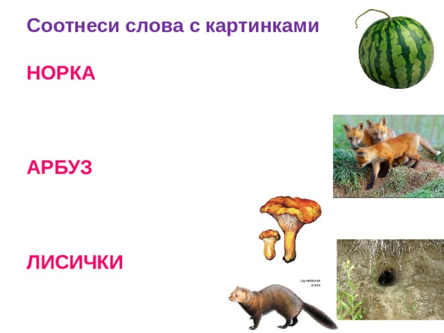 Соотнеси слова с картинками   НОРКА     АРБУЗ     ЛИСИЧКИ    