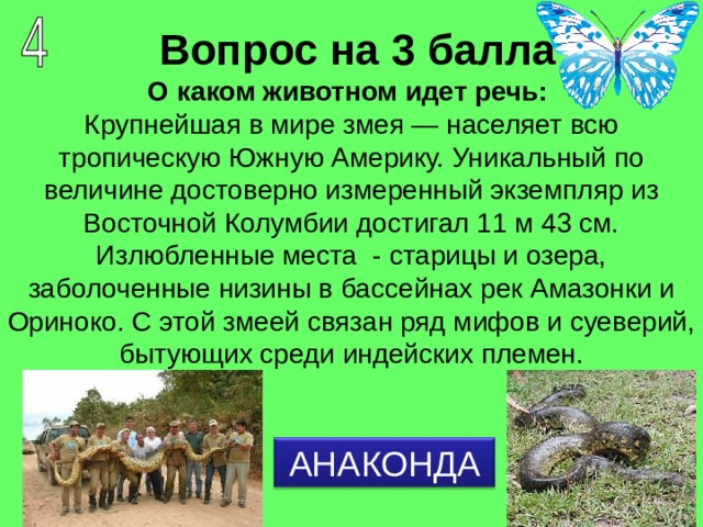 Вопрос на 3 балла О каком животном идет речь:  Крупнейшая в мире змея — населяет всю тропическую Южную Америку. Уникальный по величине достоверно измеренный экземпляр из Восточной Колумбии достигал 11 м 43 см. Излюбленные места - старицы и озера, заболоченные низины в бассейнах рек Амазонки и Ориноко. С этой змеей связан ряд мифов и суеверий, бытующих среди индейских племен.   АНАКОНДА 