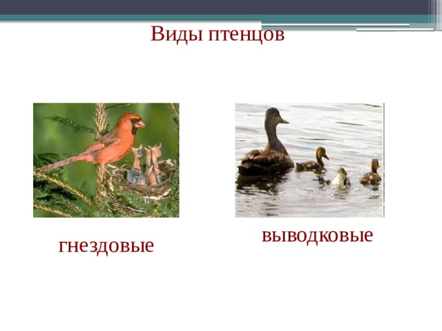 Виды птенцов выводковые гнездовые 