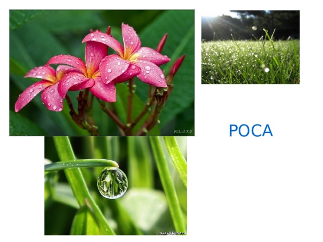 РОСА 