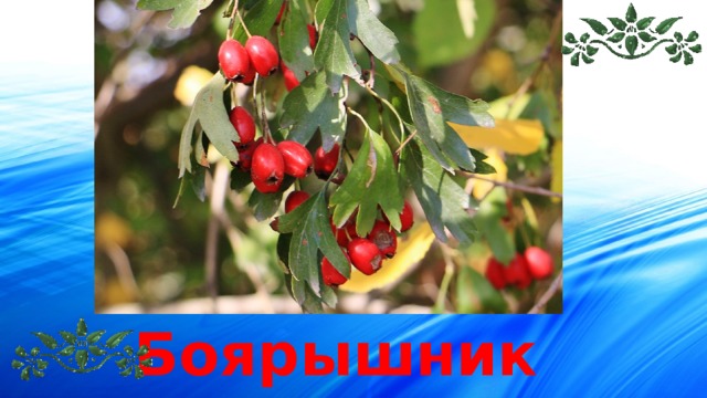 Боярышник 