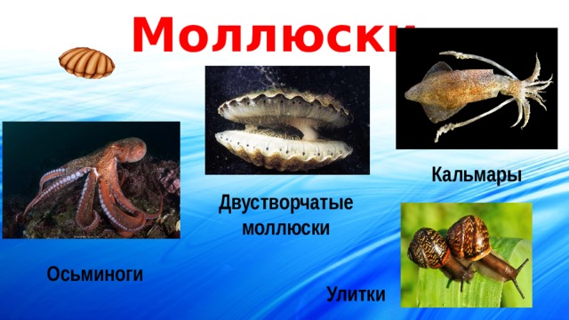 Моллюски Кальмары Двустворчатые моллюски Осьминоги Улитки 