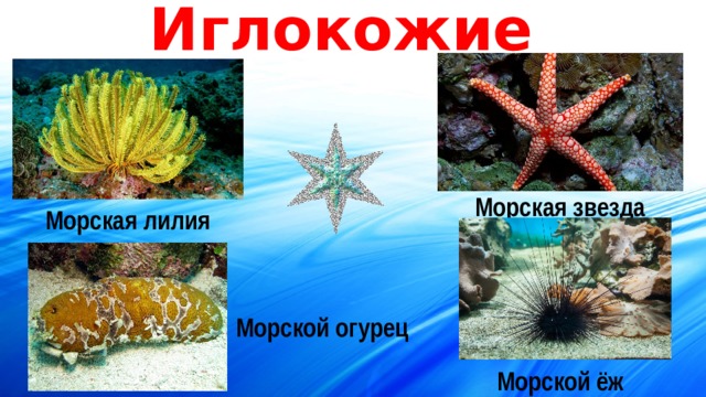 Иглокожие Морская звезда Морская лилия Морской огурец Морской ёж 