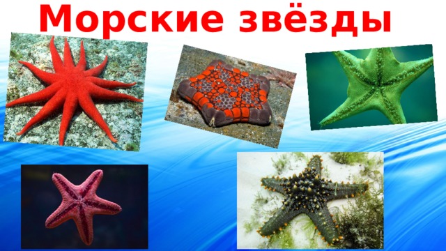 Морские звёзды 