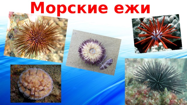 Морские ежи  