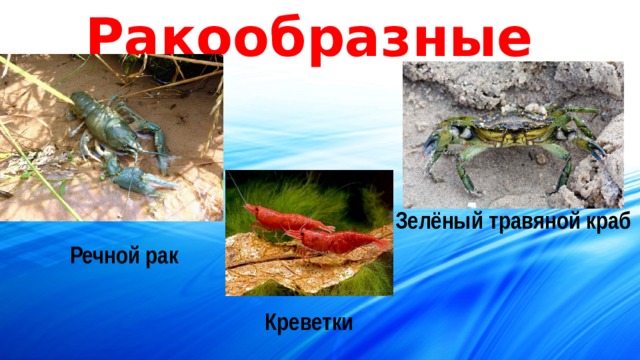 Ракообразные Зелёный травяной краб Речной рак Креветки 